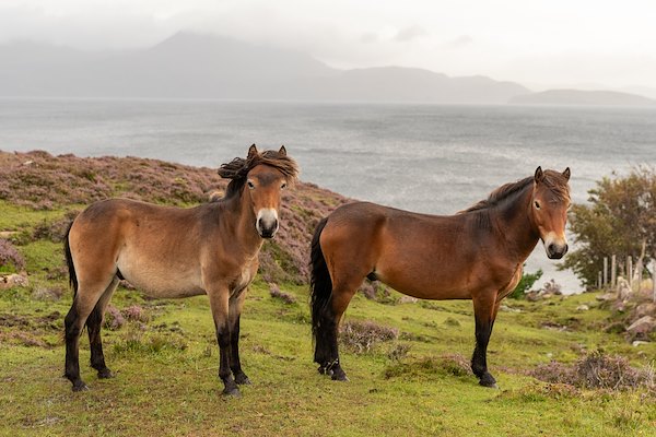‘Wilder’ large herbivores