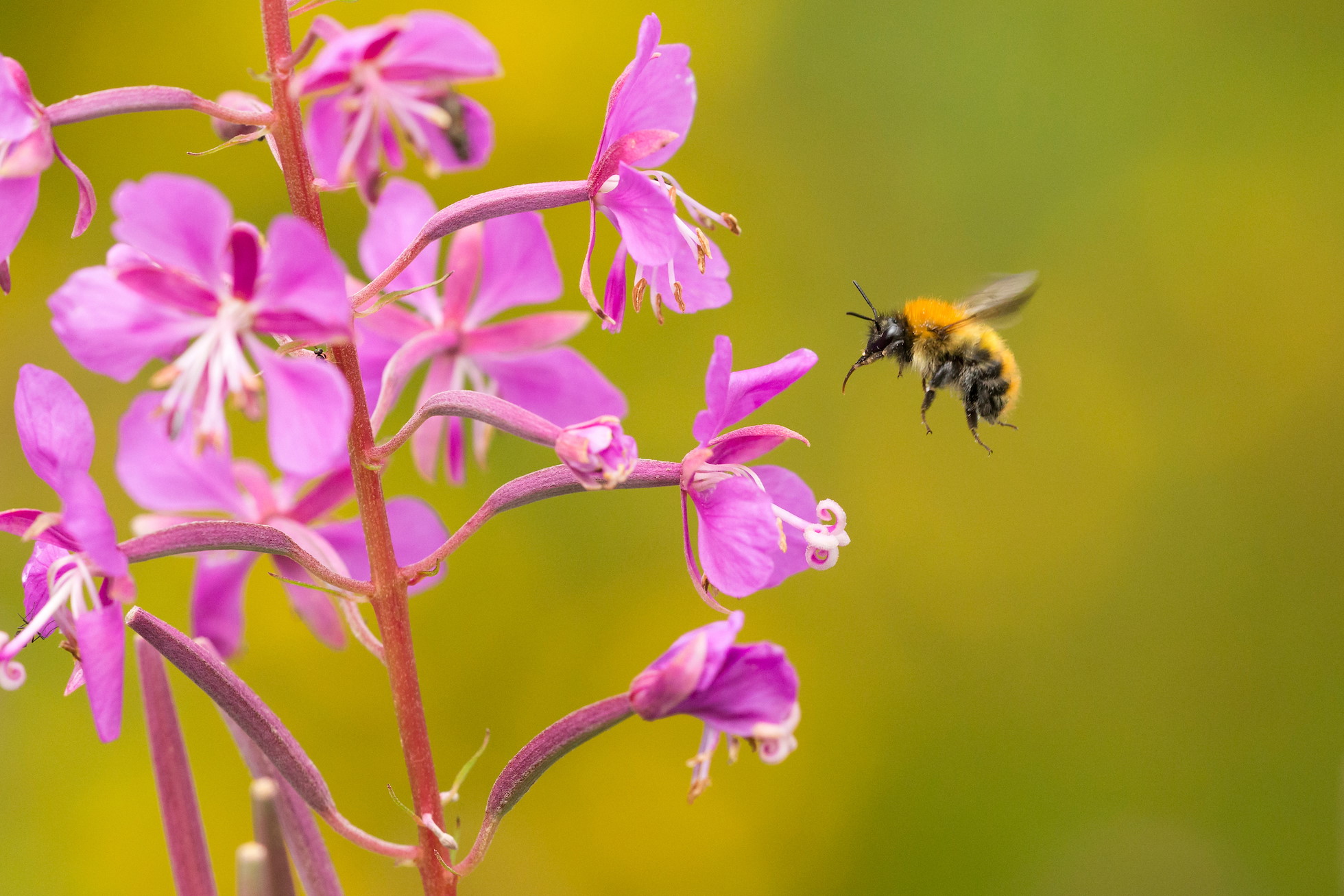Bumblebee, Bombus spp., in flight near rosebay willowherb flower