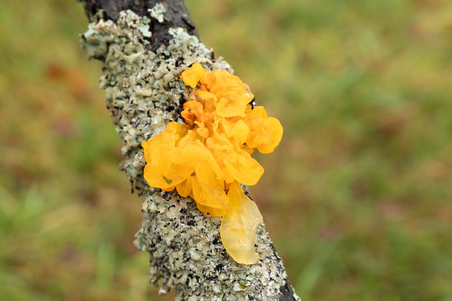 Orange-coloured fungi growing on branch, Sauchie Home Farm, Stirling, Scotland, December 2025
