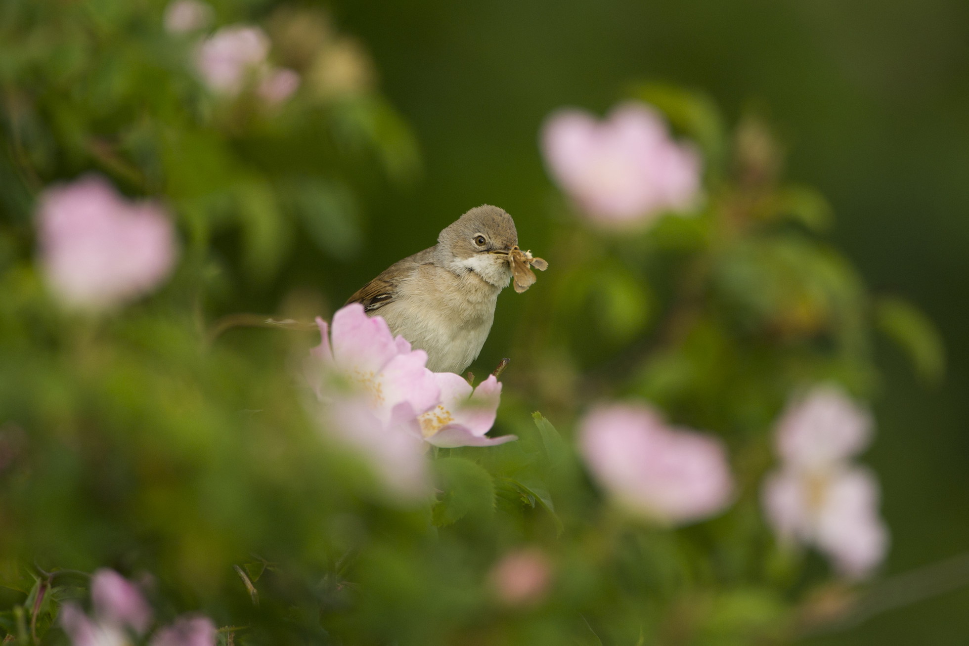 Whitethroat Sylvia communis
Portrait of an adult perched among dog roses in a hedgerow. 
Hope Farm, Cambridgeshire, UK
Photographer.Andrew Parkinson