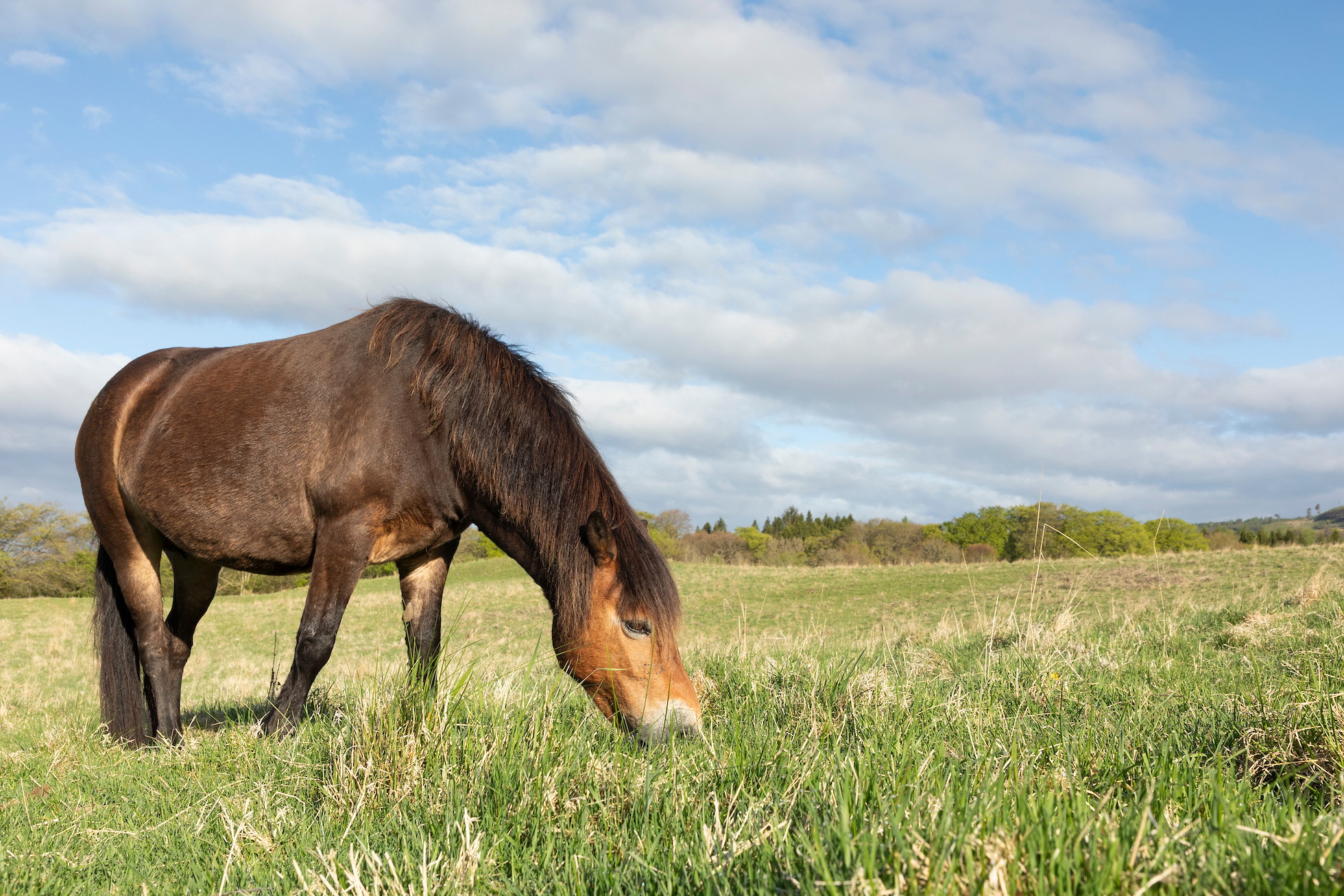 Exmoor pony - wide angle view of mare grazing showing surrondings, Bamff Wildland, Perthshire, May 2025