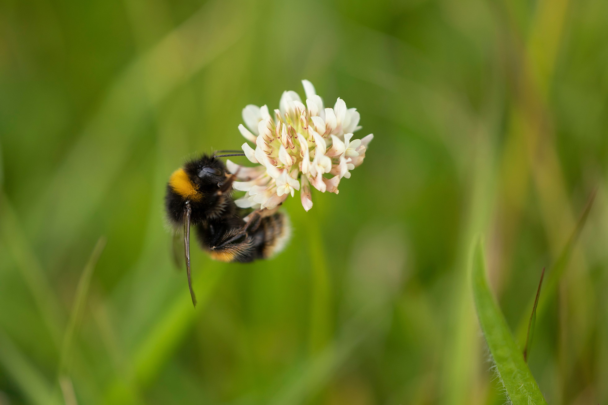 Bumblebee feeding on white clover flower, Sauchie Home Farm, Stirling , July 2023