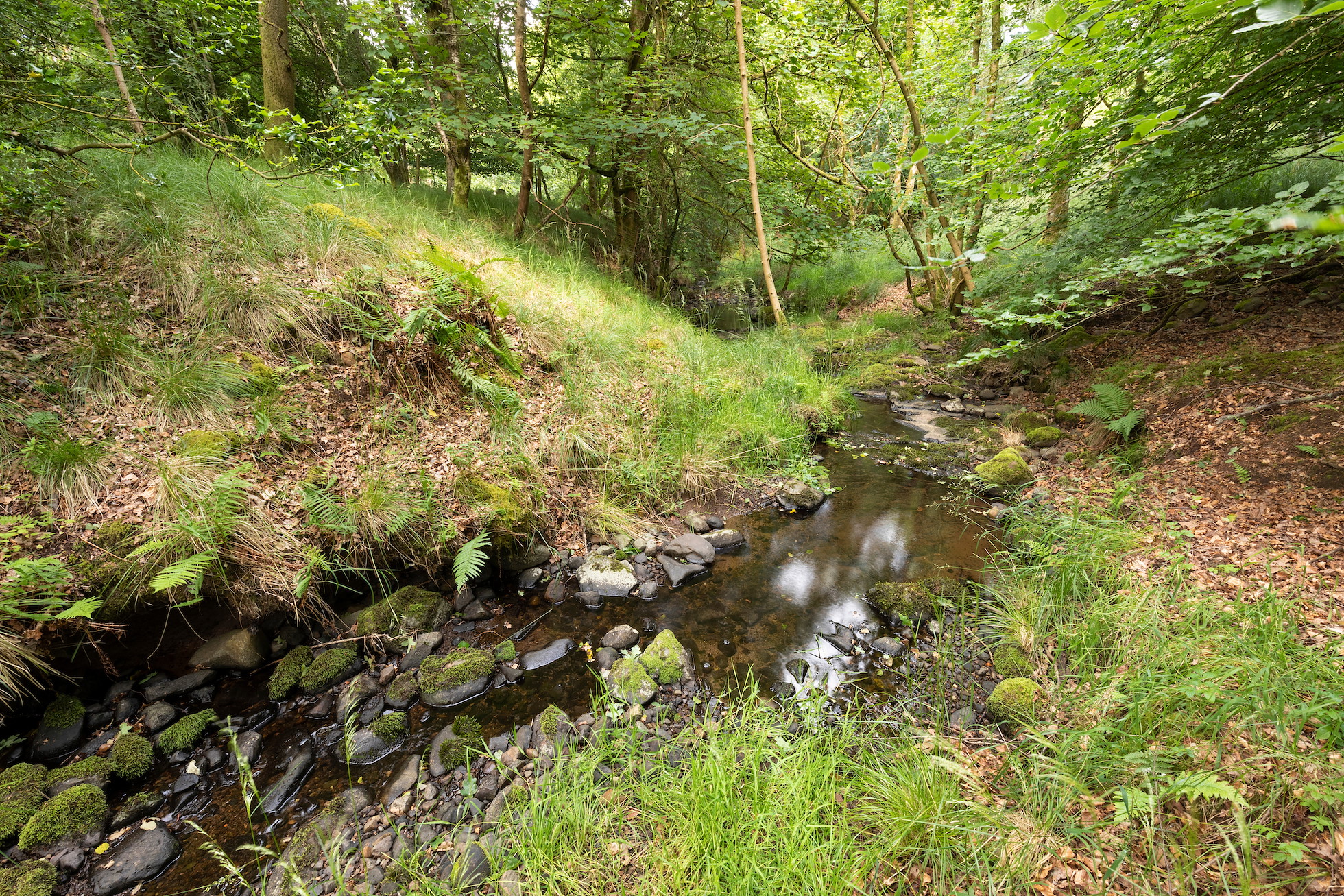 Small stream running through oak woodland, Sauchie Home Farm, Stirling