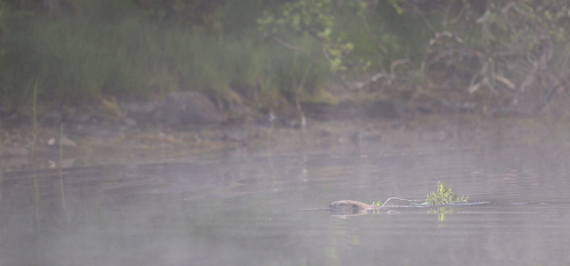 European beaver (castor fiber) swimming across forest lochan with willow branch to be used as food, Knapdale Forest, Argyll, Scotland. RESTRICTED -  NOT AVAILABLE FOR LICENSING