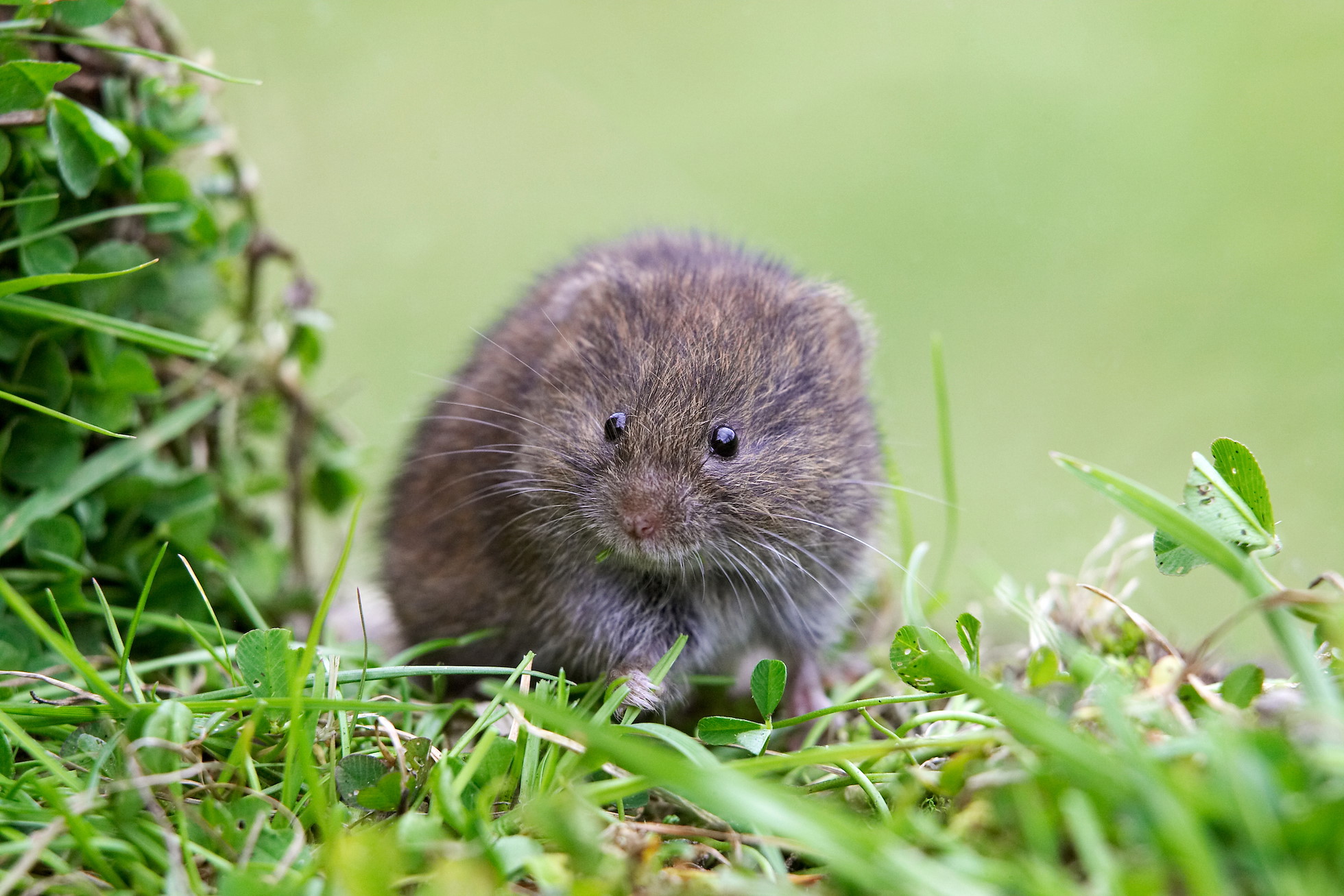 Field Vole, Microtus agrestis, feeding on grass shoot. UK. August 