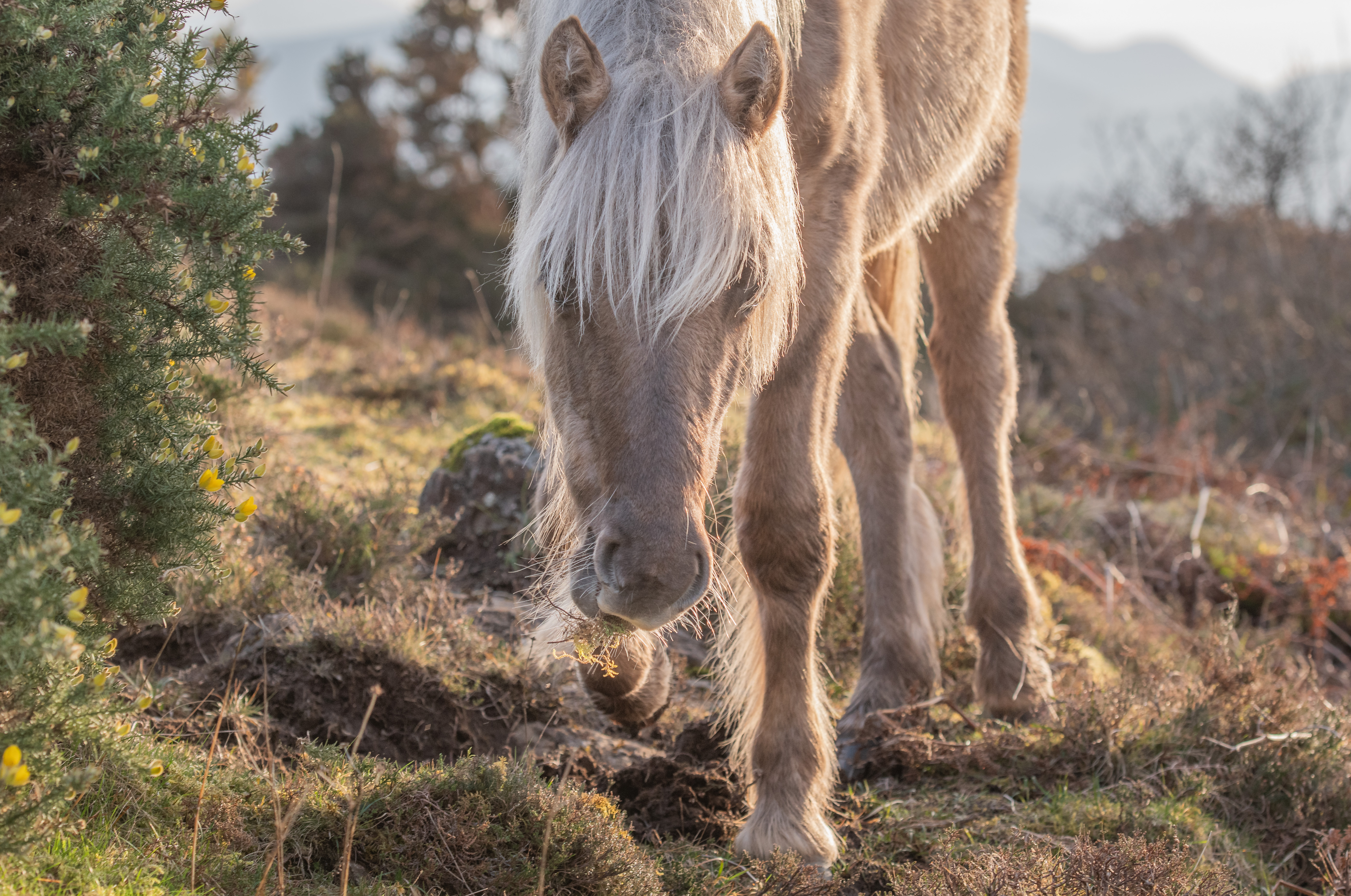 Image illustrating Wilder Grazing with Ponies