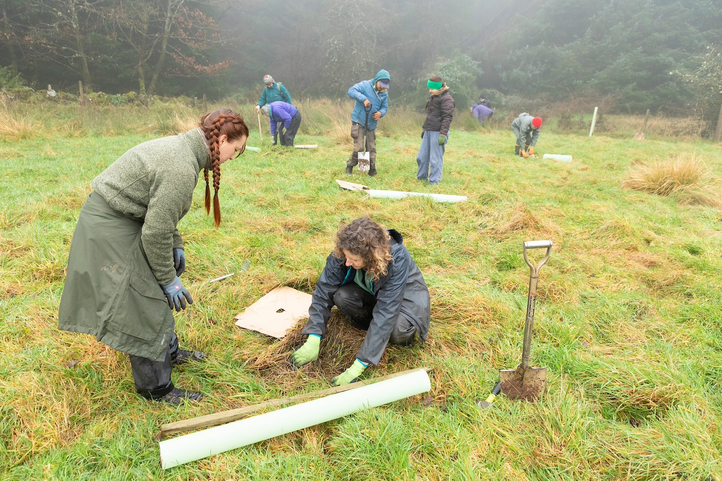 Volunteers planting native trees in protective gaurds at Sauchie Home Farm, Stirling, Scotland, December 2025