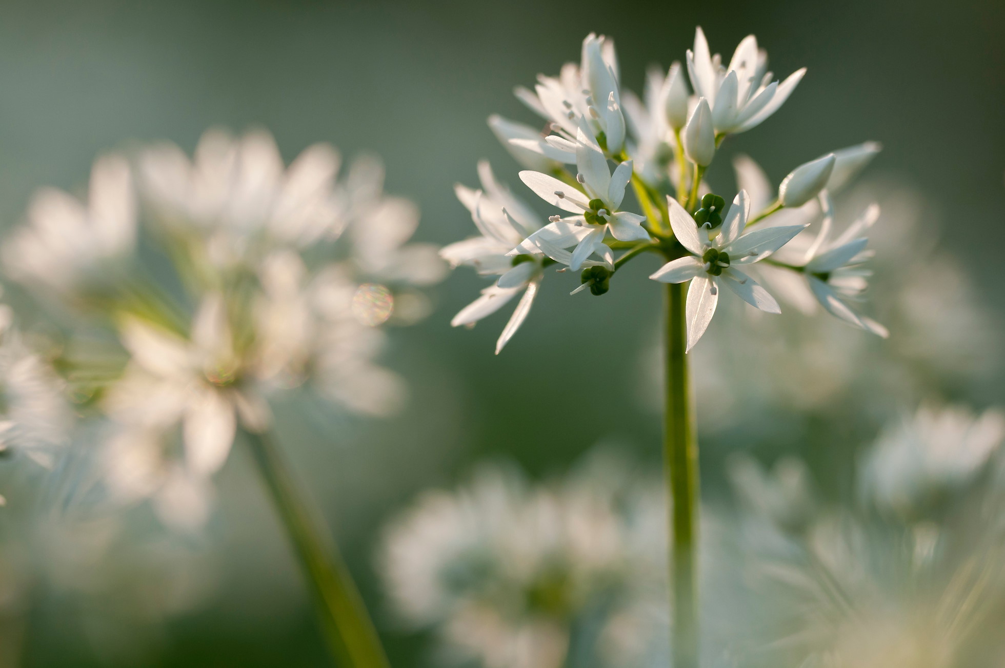 Wild garlic/Ramsons {Allium ursinum} in flower, woodland, Cornwall, UK. May 2012.