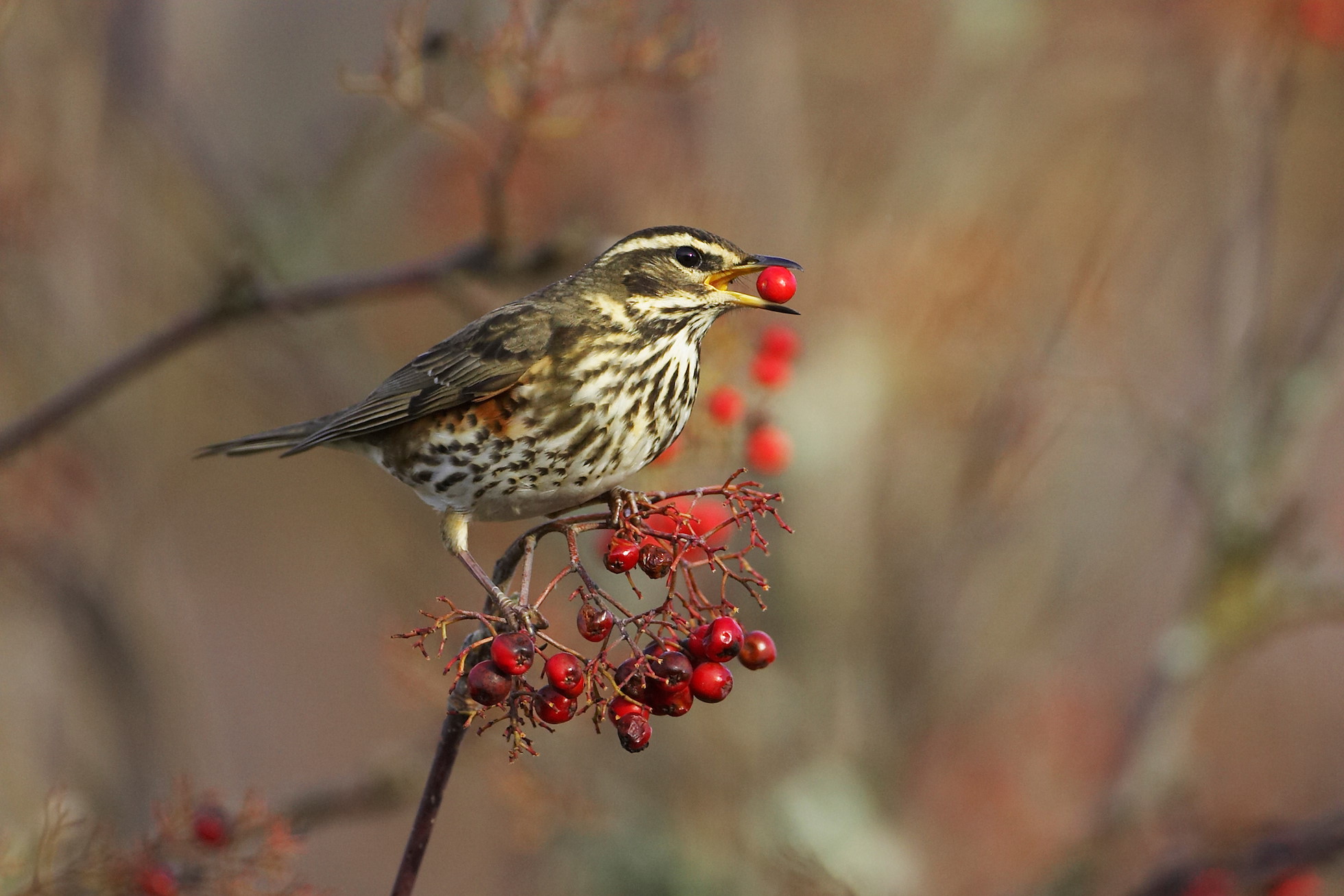 Redwing - Turdus iliacus - adult feeding on rowan berry. Scotland. November 2006.
