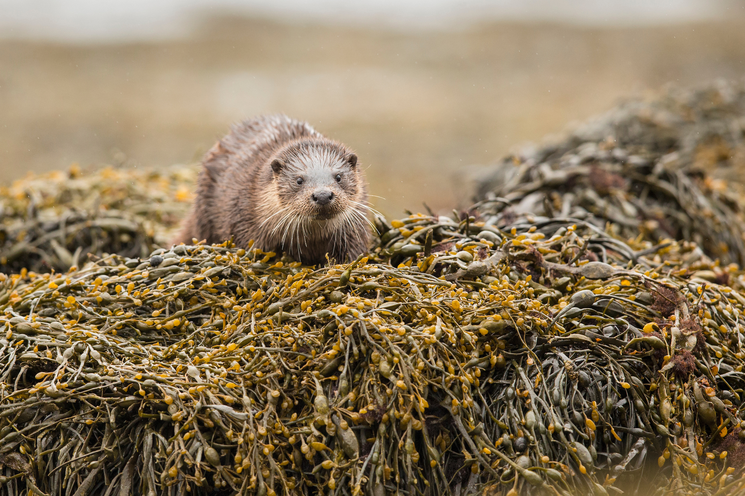 Northwoods partner: Rarainis Croft