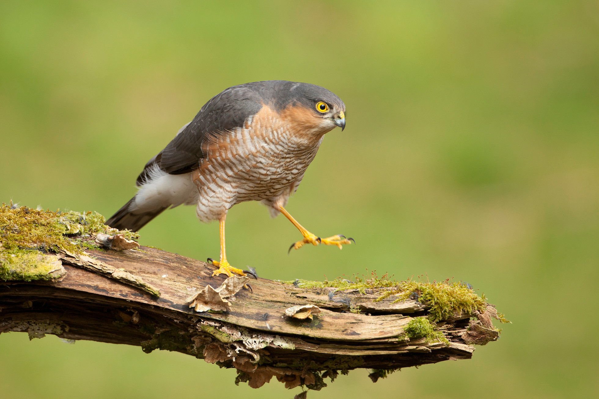 Sparrowhawk (Accipiter nisus) adult male perched in woodland setting, Scotland, UK