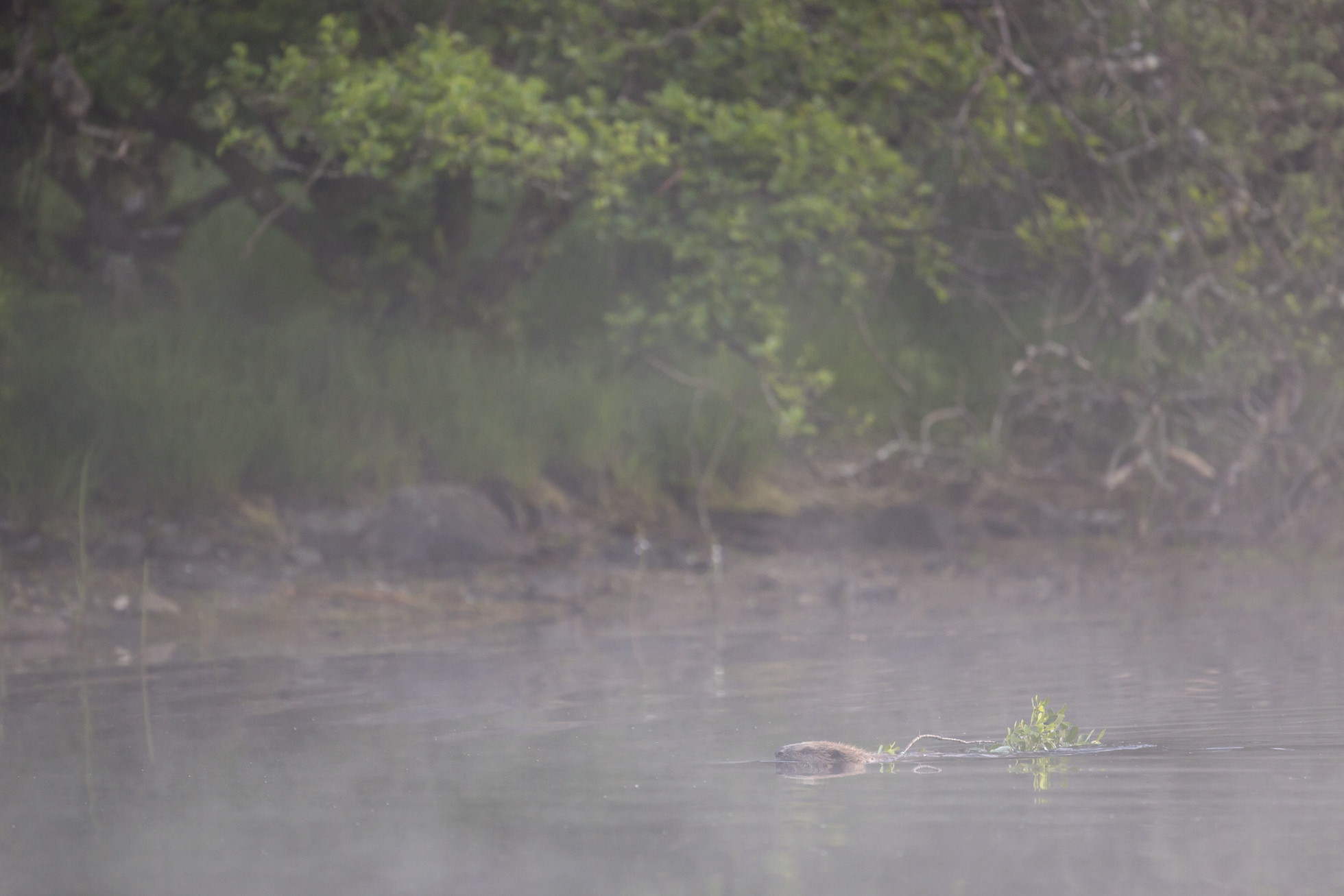 European beaver (castor fiber) swimming across forest lochan with willow branch to be used as food, Knapdale Forest, Argyll, Scotland. RESTRICTED -  NOT AVAILABLE FOR LICENSING