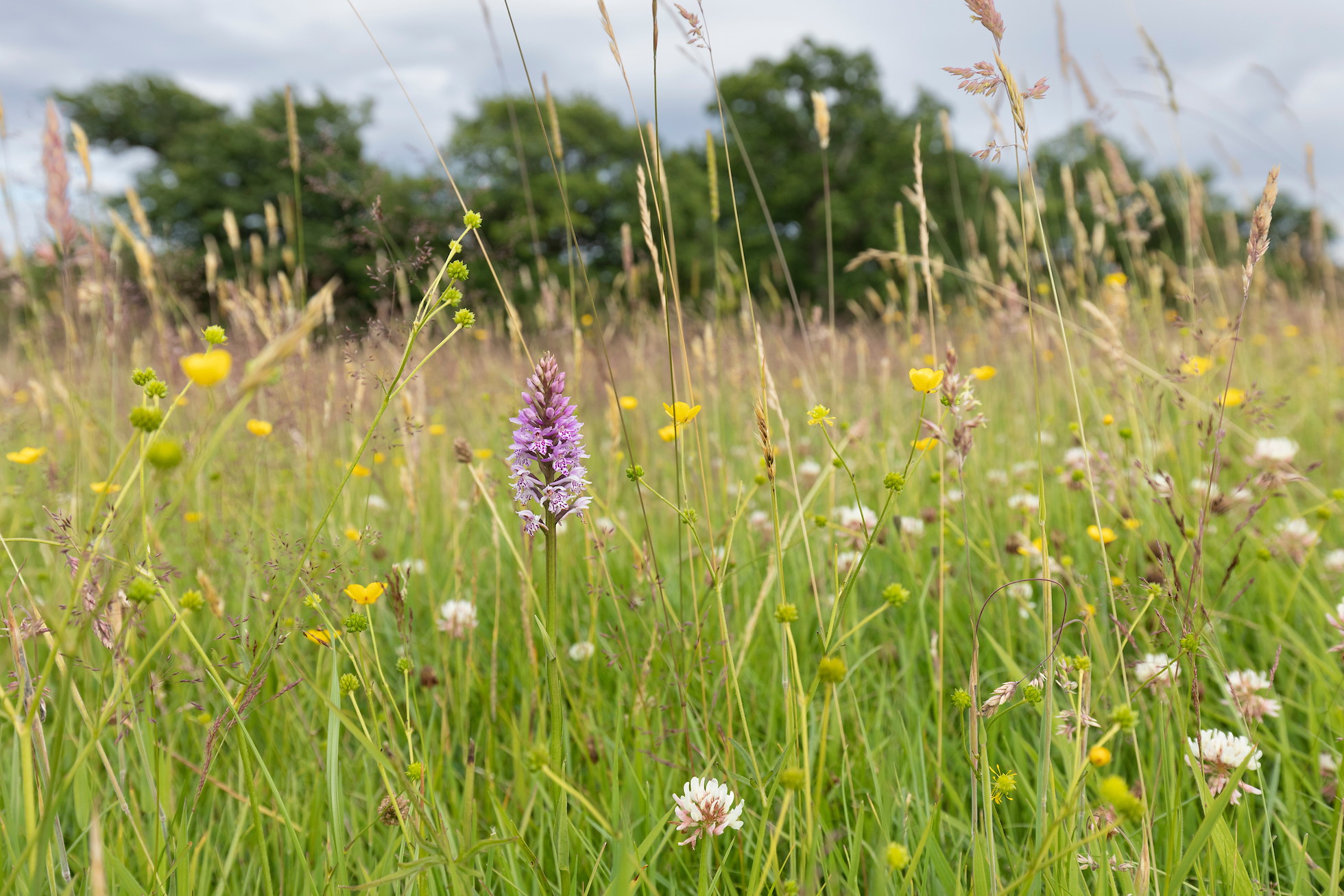 Heath spotted orchid, Dactylorhiza maculata, in grassland, Sauchie Home Farm, Stirling