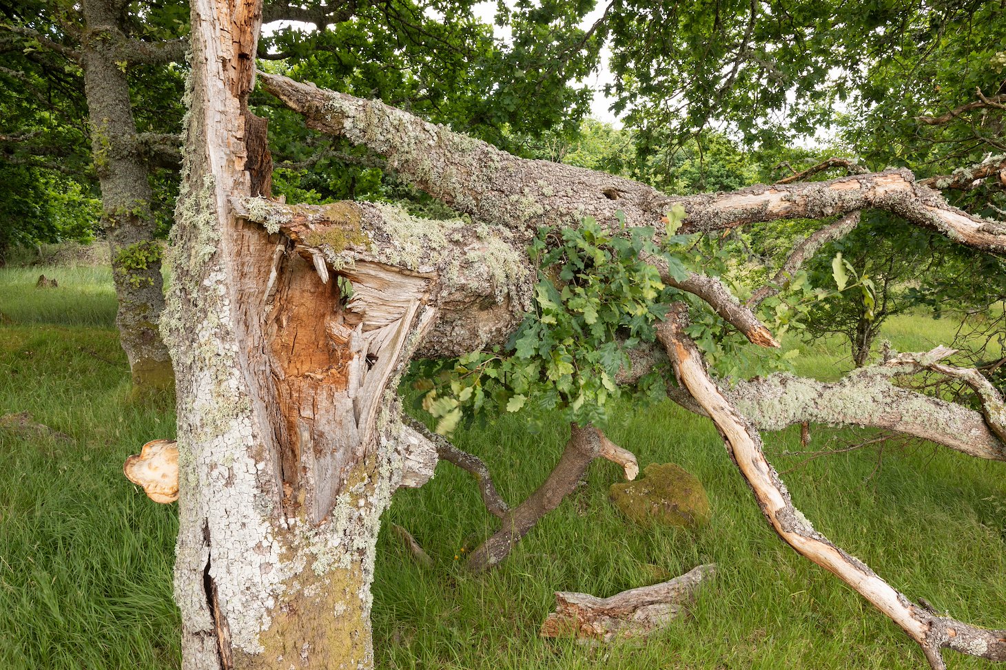 Decaying oak tree, Sauchie Home Farm, Stirling , July 2023