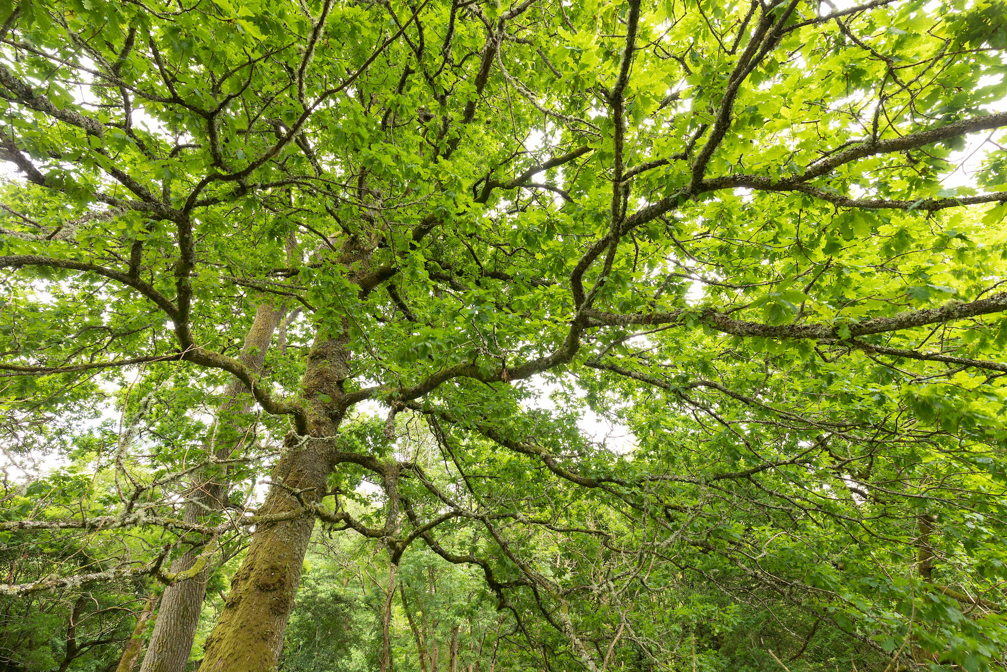 Oak tree, Sauchie Home Farm, Stirling