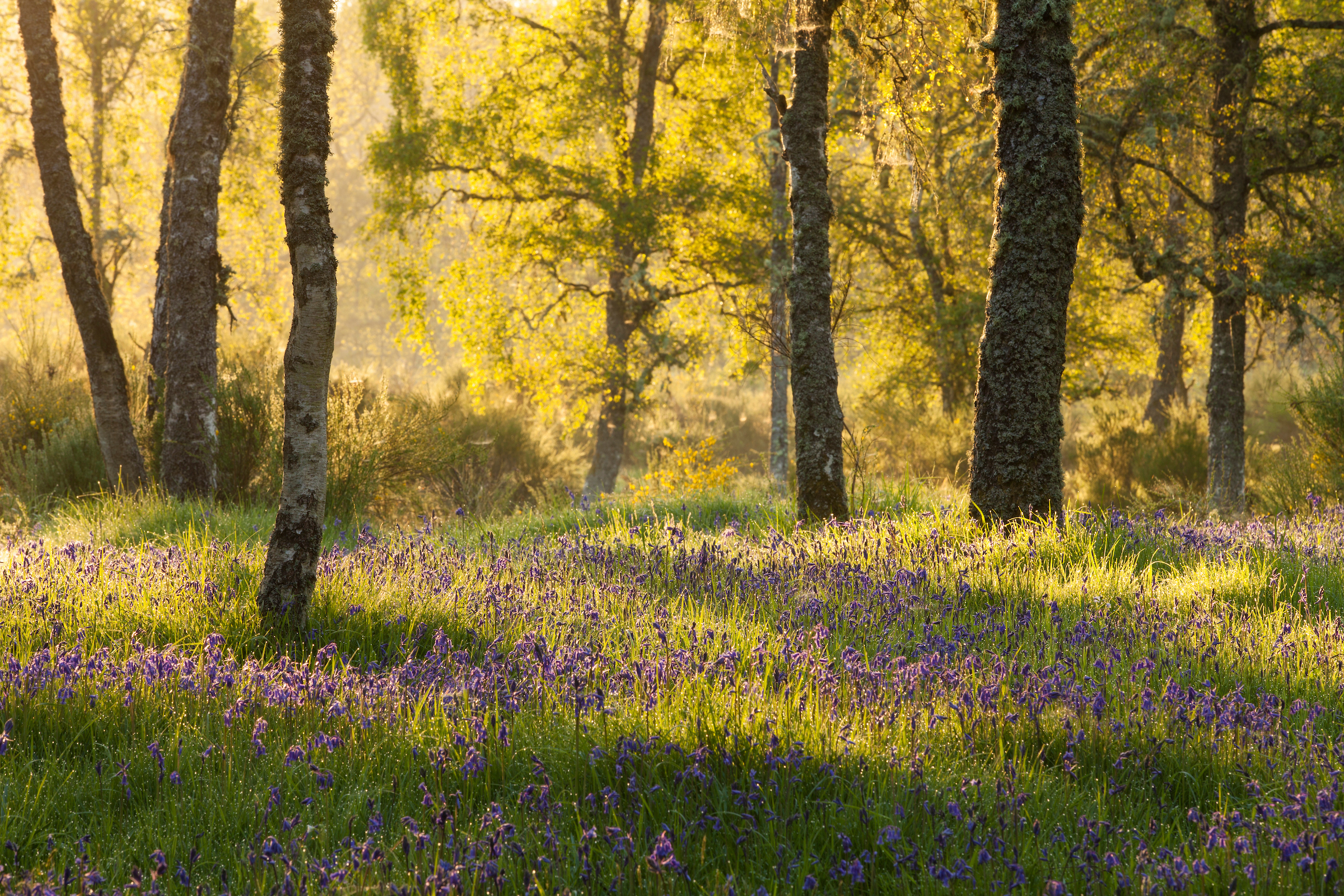 Photo of WHAT’S MISSING FROM OUR WOODS? LET'S TALK ABOUT THE UNDER-STORY