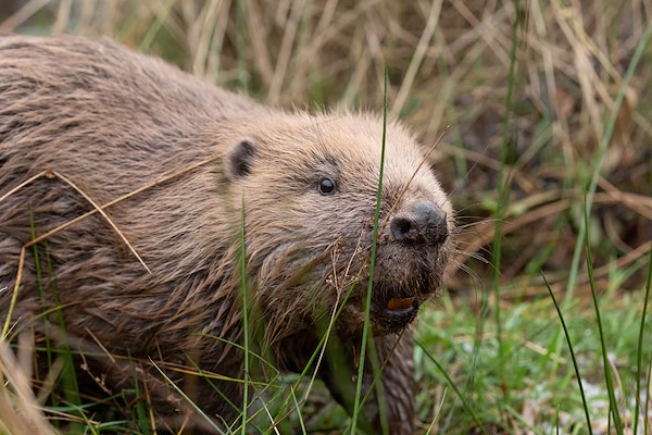 Beaver