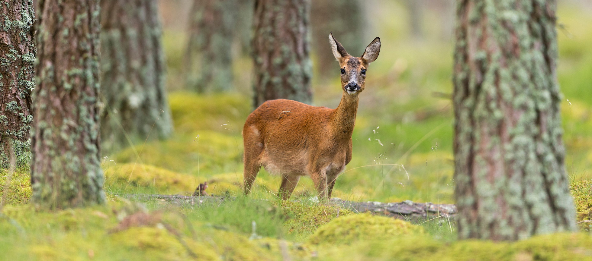 Roe deer, Capreolus capreolus, doe in pine forest, Scotland