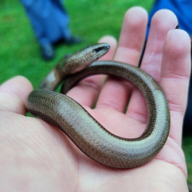 Photo of REWILDING YOUR SPACE FOR FROGS AND LIZARDS