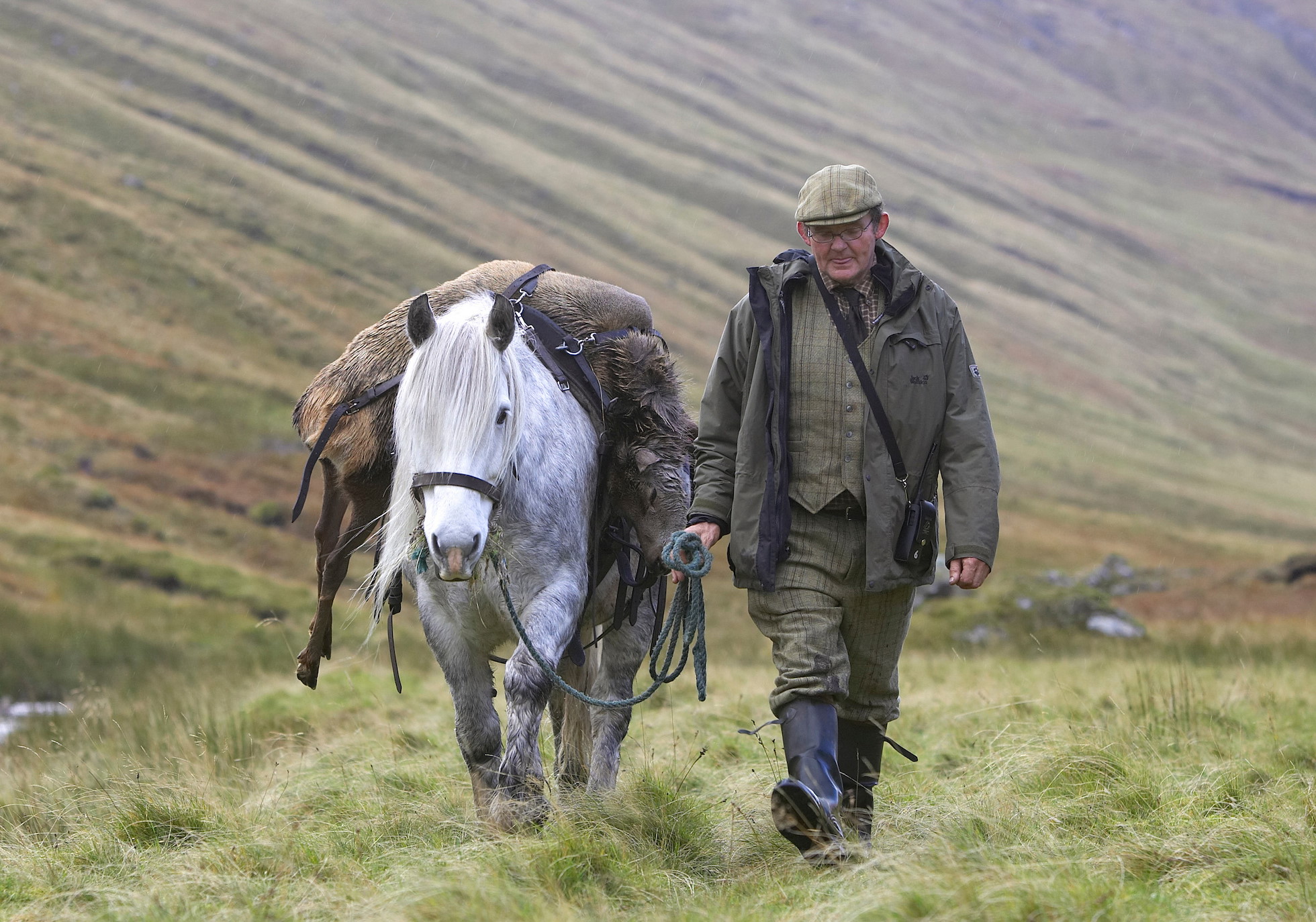 Assistant stalker, Ronnie MacLeod leads Highland Pony, Sruban home with culled red deer hind, Alladale Wilderness Reserve, Ardgay, Sutherland, Scotland