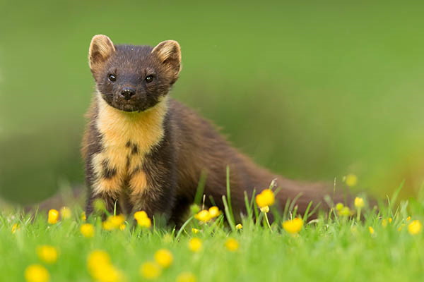 Pine Marten (Martes martes) on ground amongst buttercups A pine marten stands alert in a green field dotted with yellow buttercups. Its fur is dark brown with a distinctive creamy yellow throat and chest.
