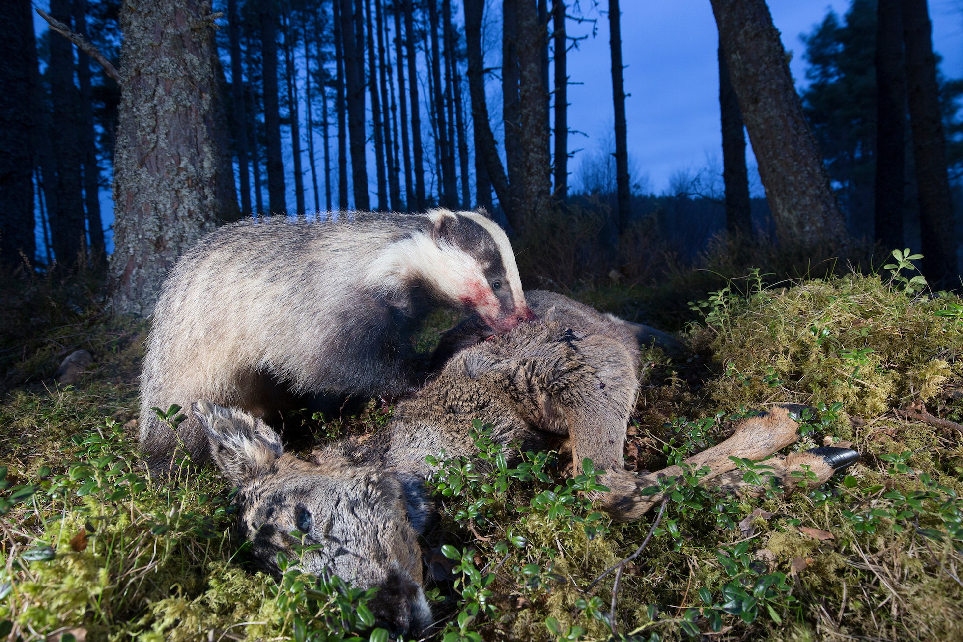 Badger (Meles meles) scavenging on a roe deer carcass, Cairngorms National Park, Scotland