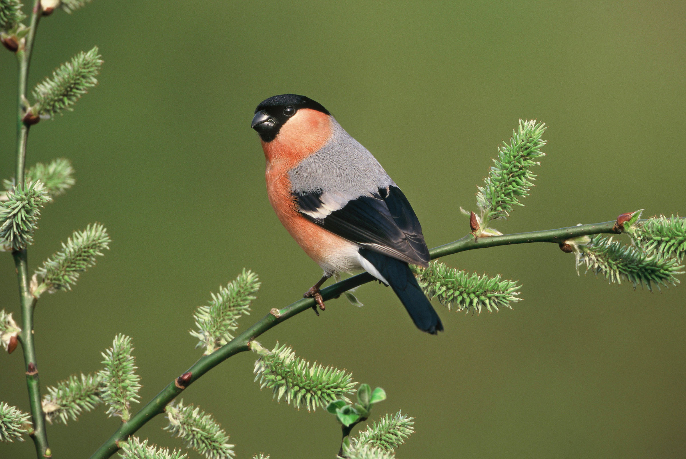 A vibrant bullfinch with a bright orange-red breast, black head, and grey back sits on a branch. The branch is adorned with fluffy, green catkins. The