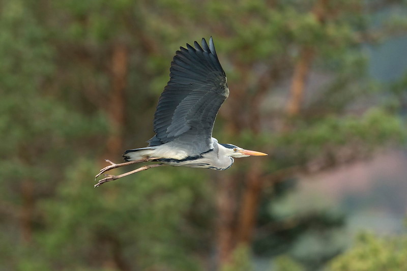 Grey Heron (Ardea cinerea) adult in flight with trees in background A heron flies gracefully with its large wings fully extended. Its body is a mix of gray, white, and black, and it has a long, orange beak. The backgro