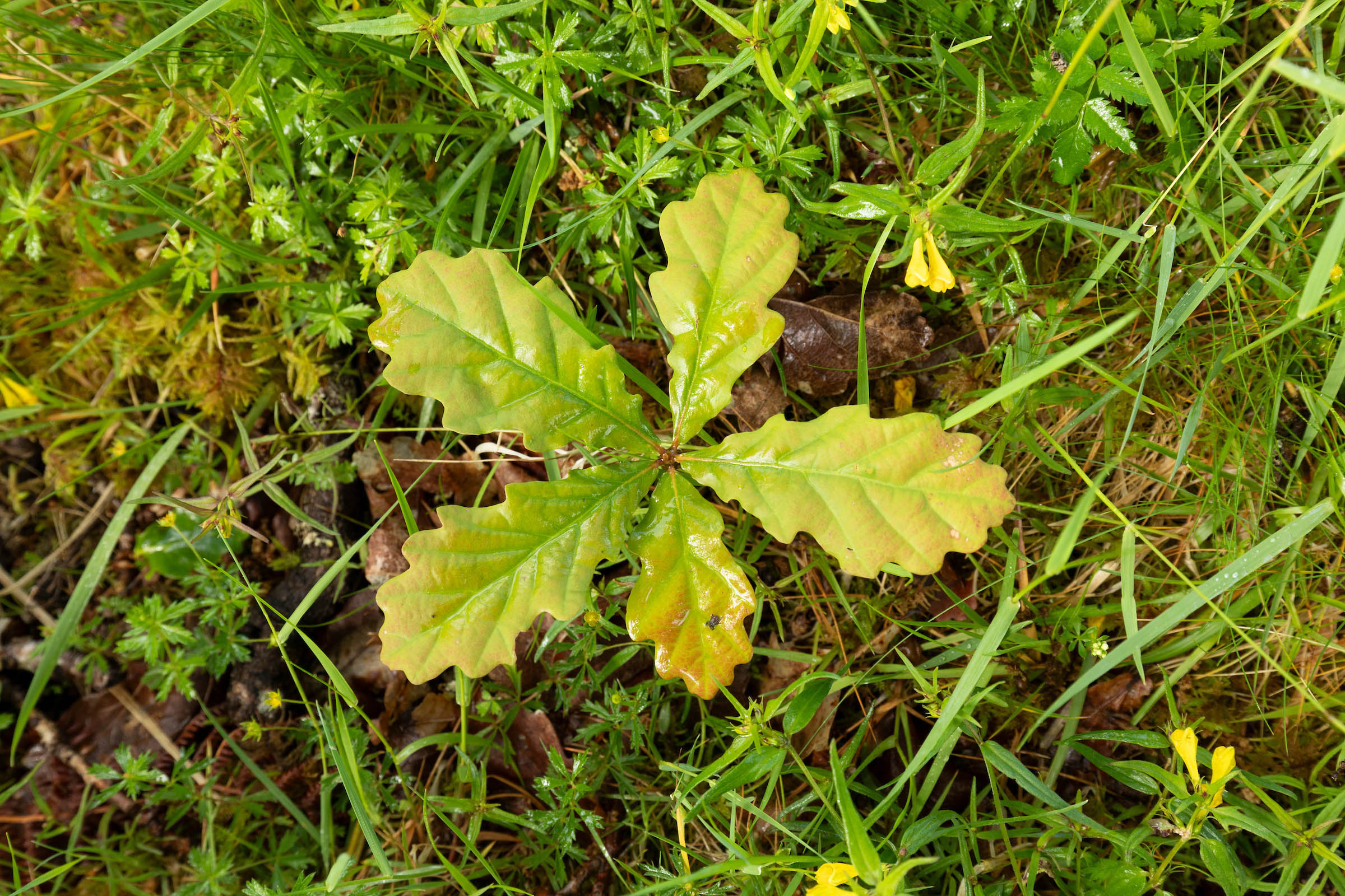Young oak sapling with lobed leaves, growing amidst lush green grass, moss and small yellow flowers.