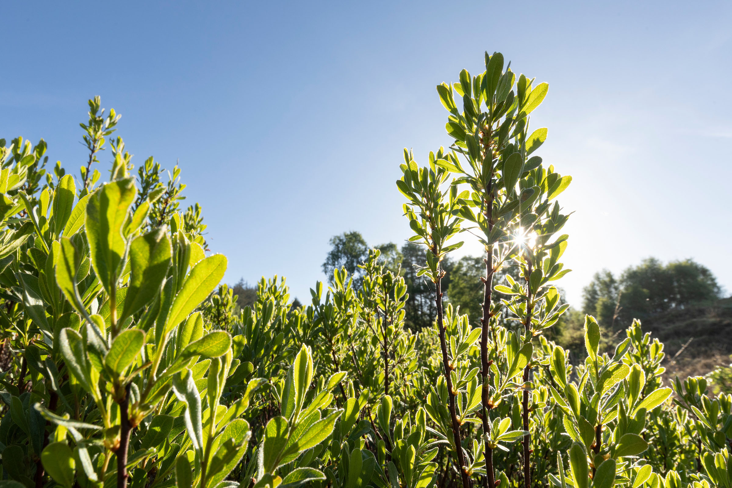 Green bog myrtle foliage with a bright sun peeking through the leaves, set against a clear blue sky.