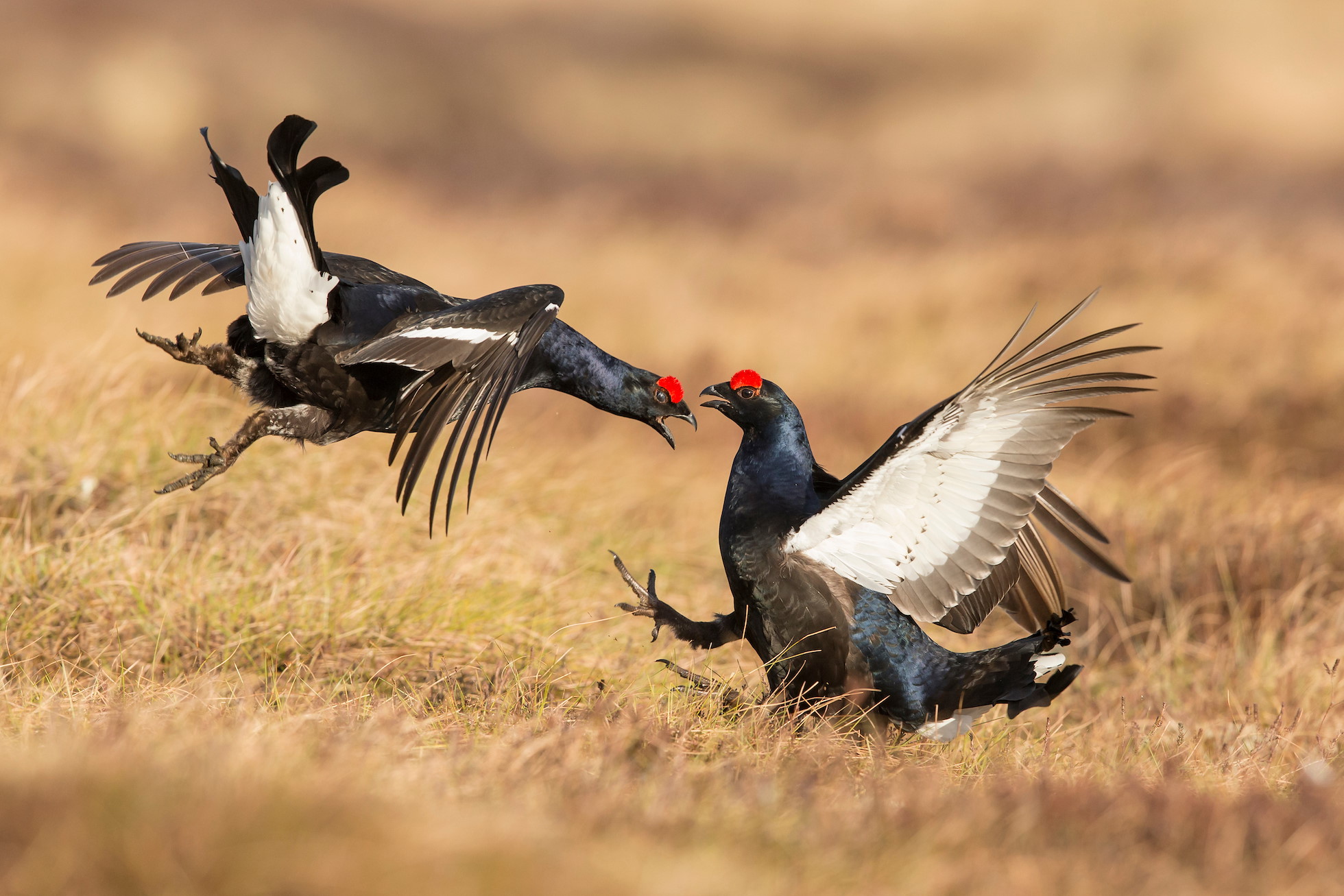Black Grouse Tetrao tetrix, two males fighting on lek