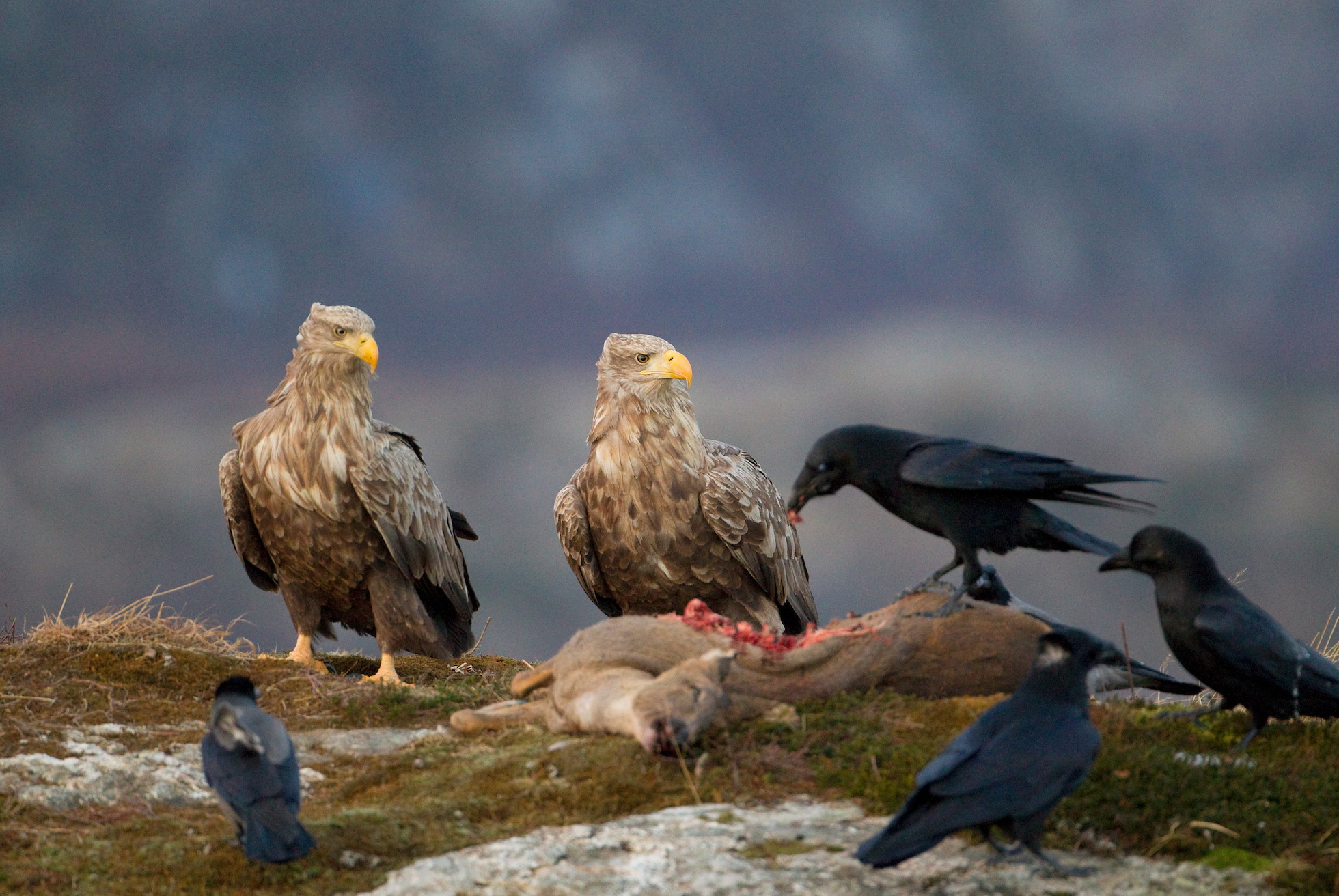 White-tailed eagle Haliaeetus albicilla, adult pair perched on ground near carrion