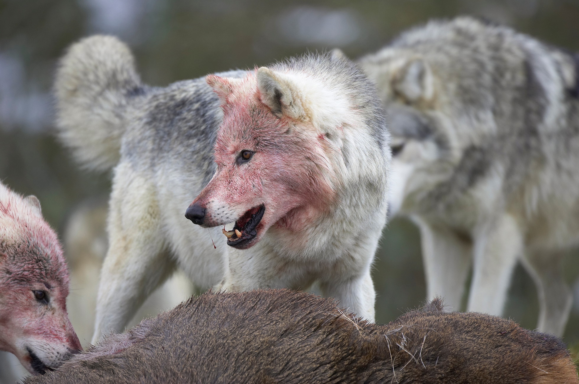 European wolves (Canis lupis) feeding on red deer carcass, Scotland (c).