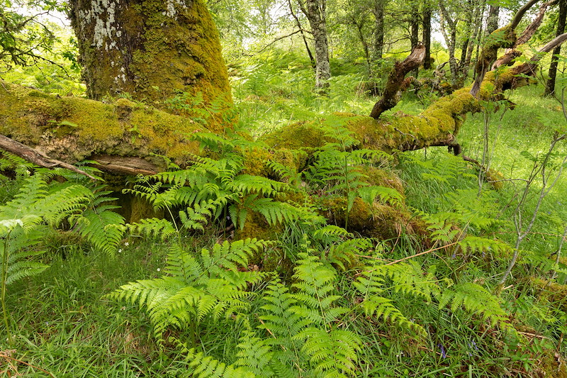Ferns at the base of a moss-covered oak tree in temperate rainforest, Ariundle Oakwood National Nature Reserve, Strontian, Lochaber, Scotland, May 2025 A lush green woodland scene with a large, moss-covered tree trunk dominating the foreground. Ferns and dense grass surround the fallen branches.