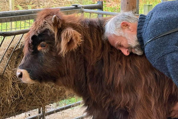 A man with gray hair and beard affectionately rests his face against the back of a fluffy, brown cow. The scene takes place inside a fenced area with