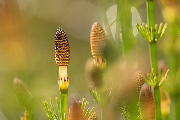 Close-up of multiple slender horsetail plants with distinctive ribbed, brown cone-shaped tips and green segmented stems. The plants are surrounded by