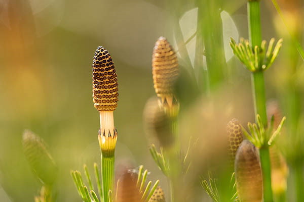 Horsetail, Laikenbuie, Scotland, May Close-up of multiple slender horsetail plants with distinctive ribbed, brown cone-shaped tips and green segmented stems. The plants are surrounded by