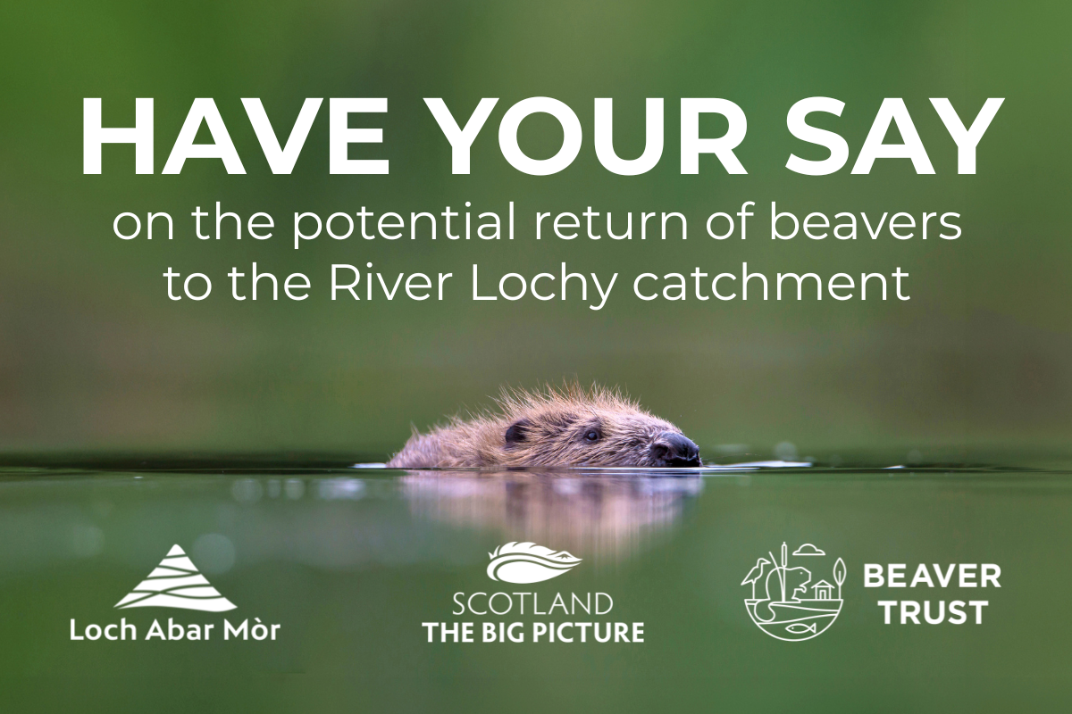 River Lochy catchment beaver consultations