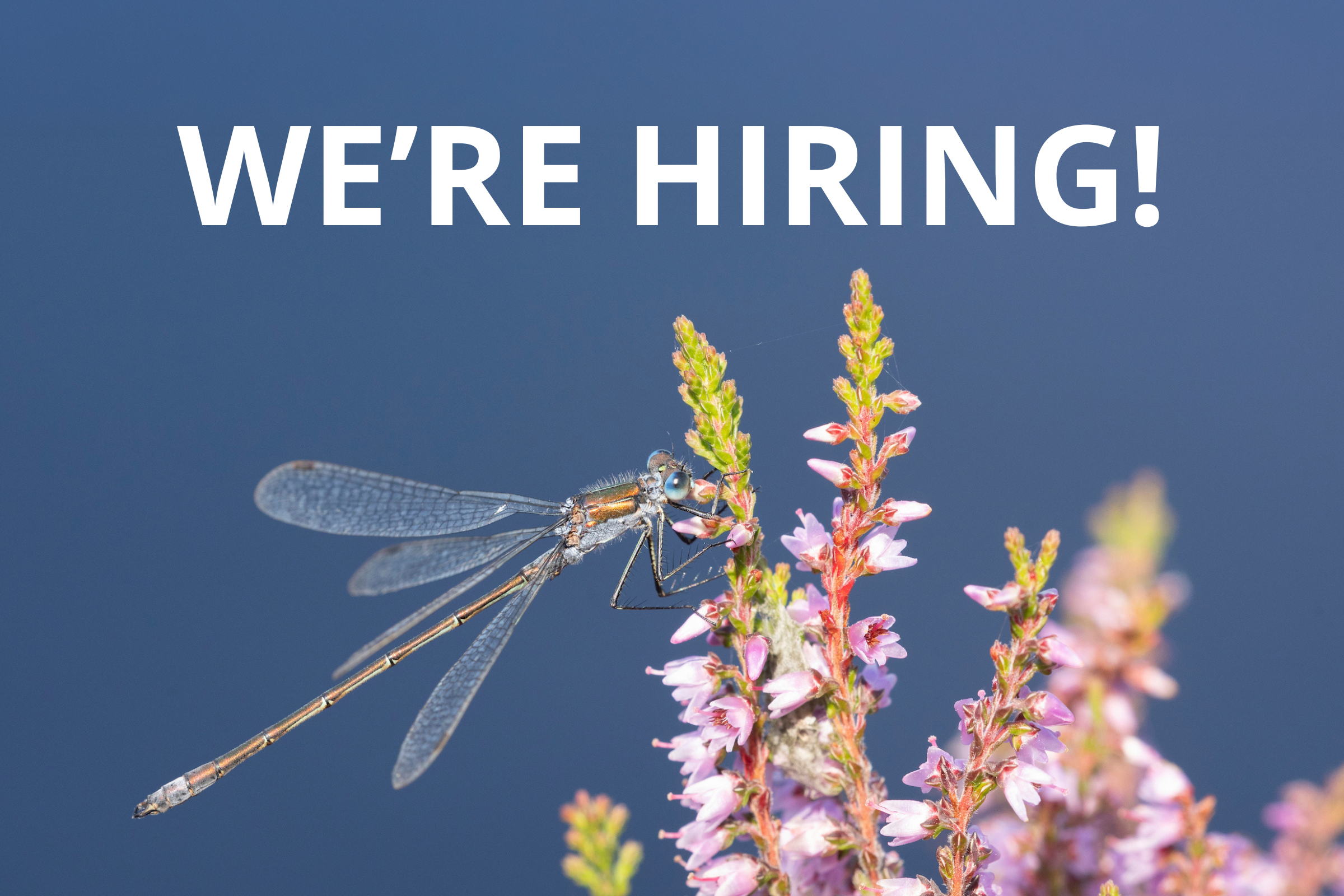 JOIN OUR TEAM: TRUSTS AND FOUNDATIONS LEAD