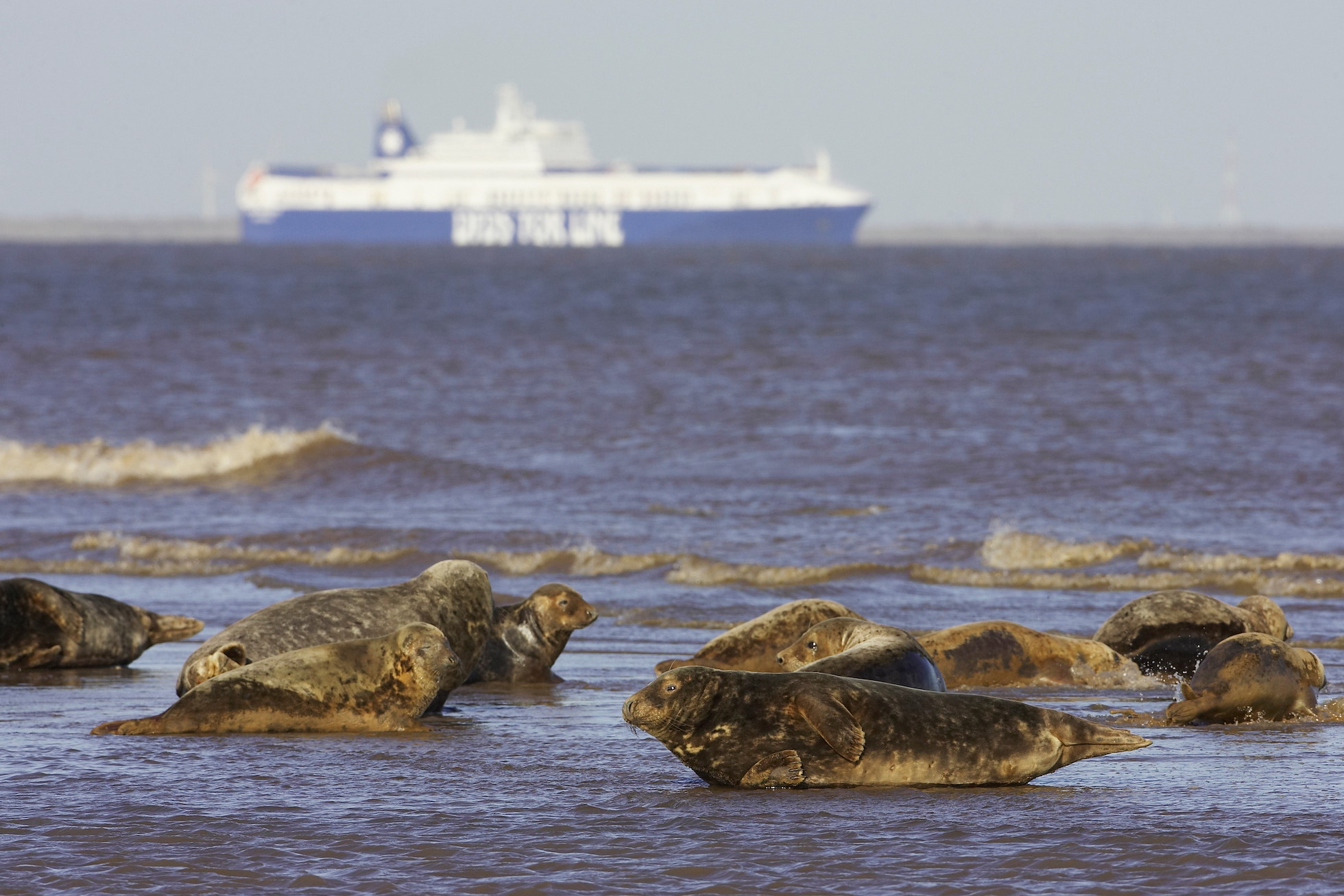 Grey Seal (Halichoerus grypus) adults hauled out on beach on breeding grounds showing ferry / ship in background. , UK. November 2005.