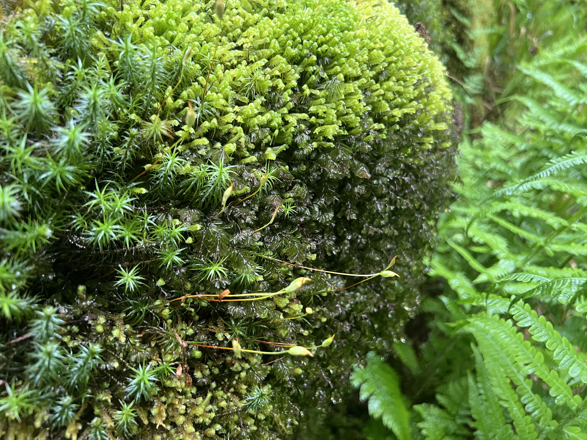 Close-up of vibrant green mosses with delicate, spiky leaves and small budding stalks. The moss is densely packed, creating a textured surface.