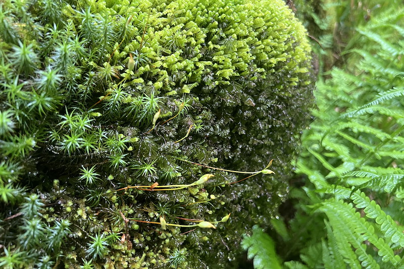 Close-up of vibrant green mosses with delicate, spiky leaves and small budding stalks. The moss is densely packed, creating a textured surface.