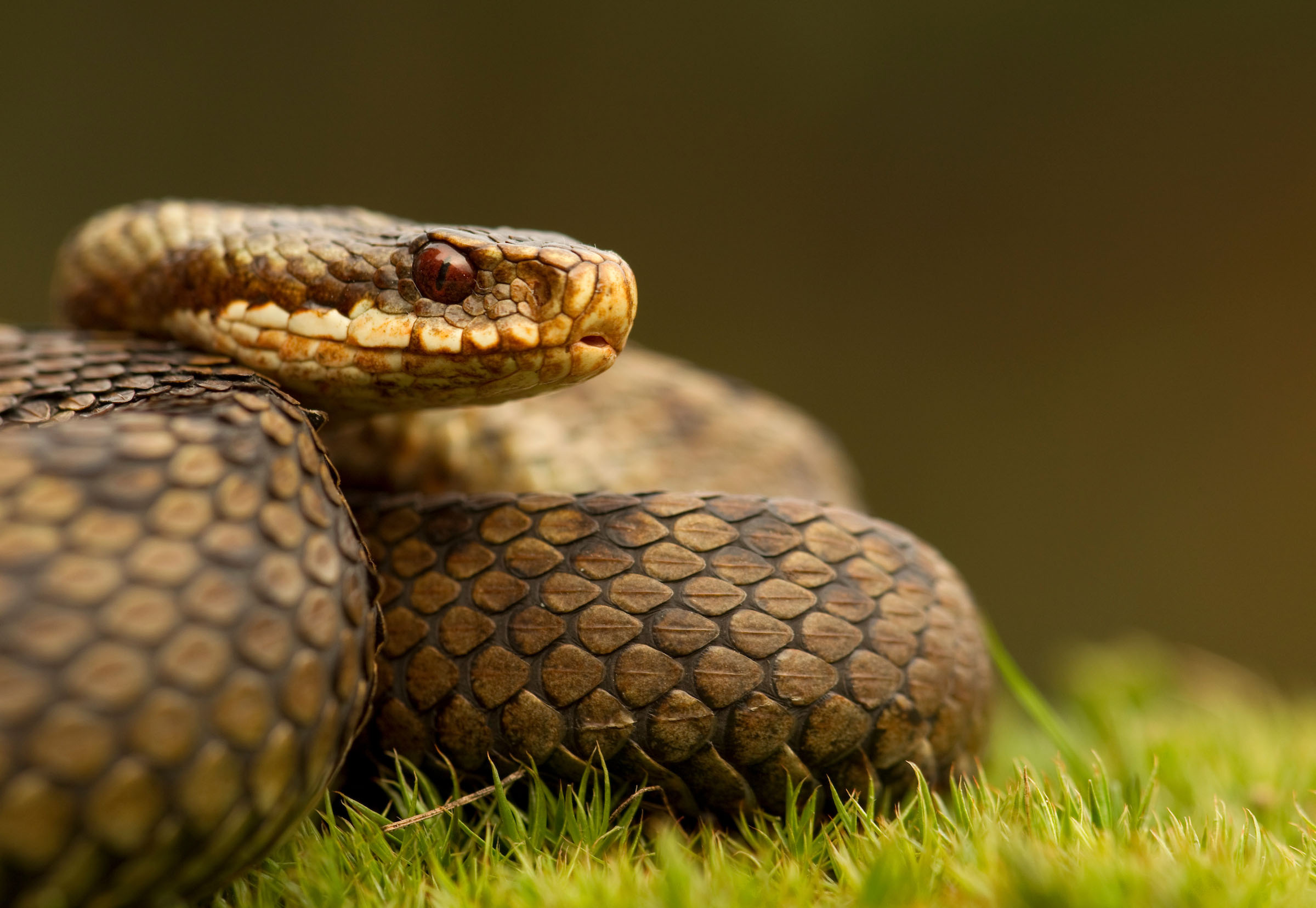 Close-up of a coiled adder snake on moss, showcasing its textured, brown and scaled skin. The adder's head is elevated against a blurred greenish-brow