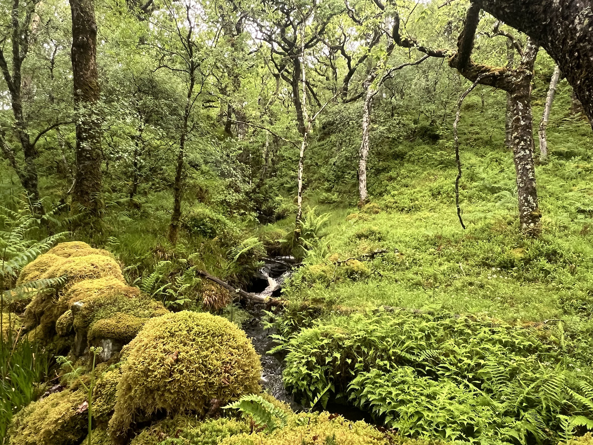 NRN PARTNER: Clachaig