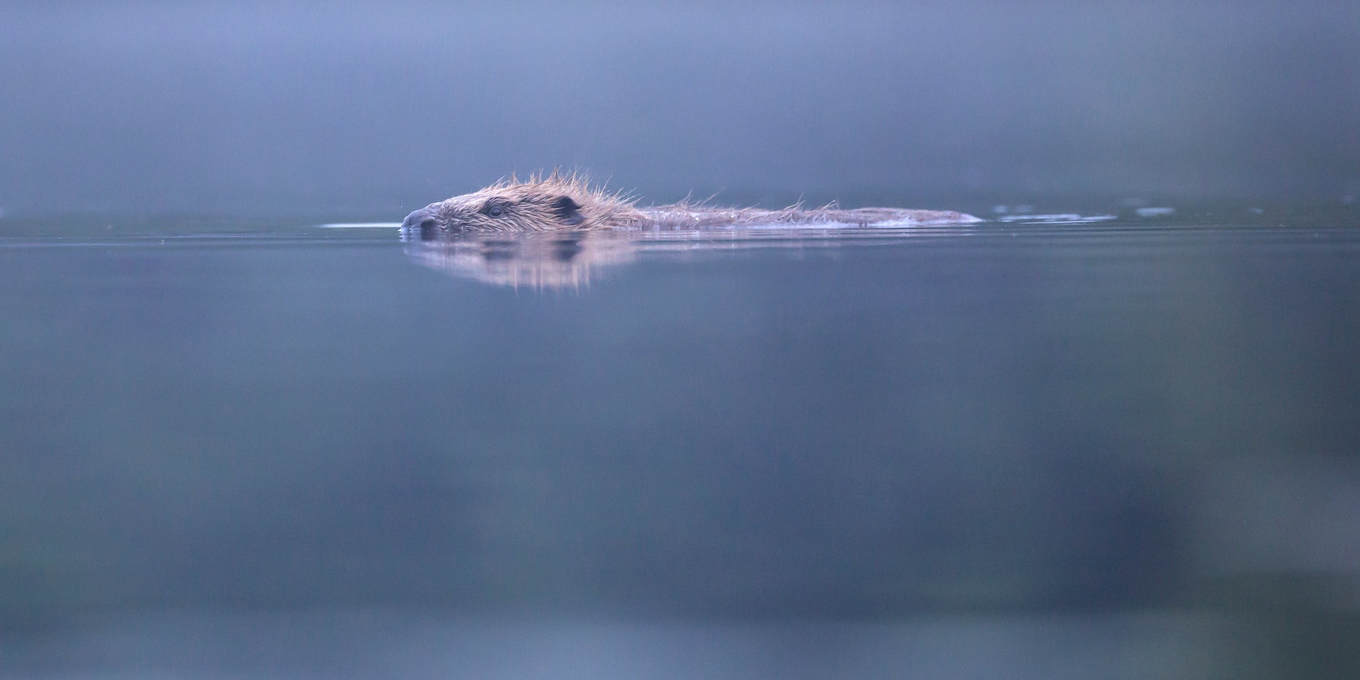 European beaver (Castor Fiber) swimming at dawn, Knapdale Forest, Argyll, Scotland.