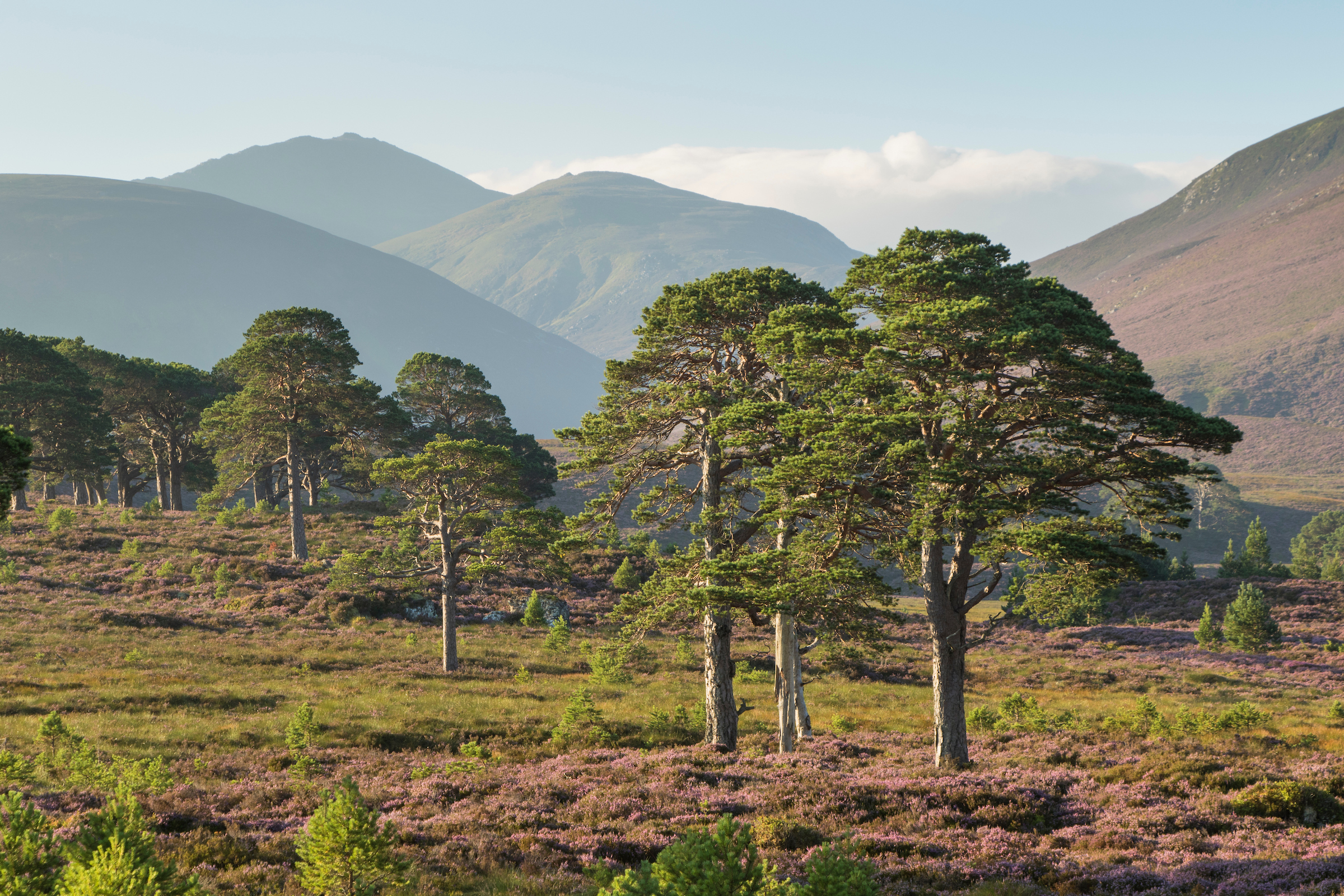 SBP partner: Royal Scotsman, A Belmond Train