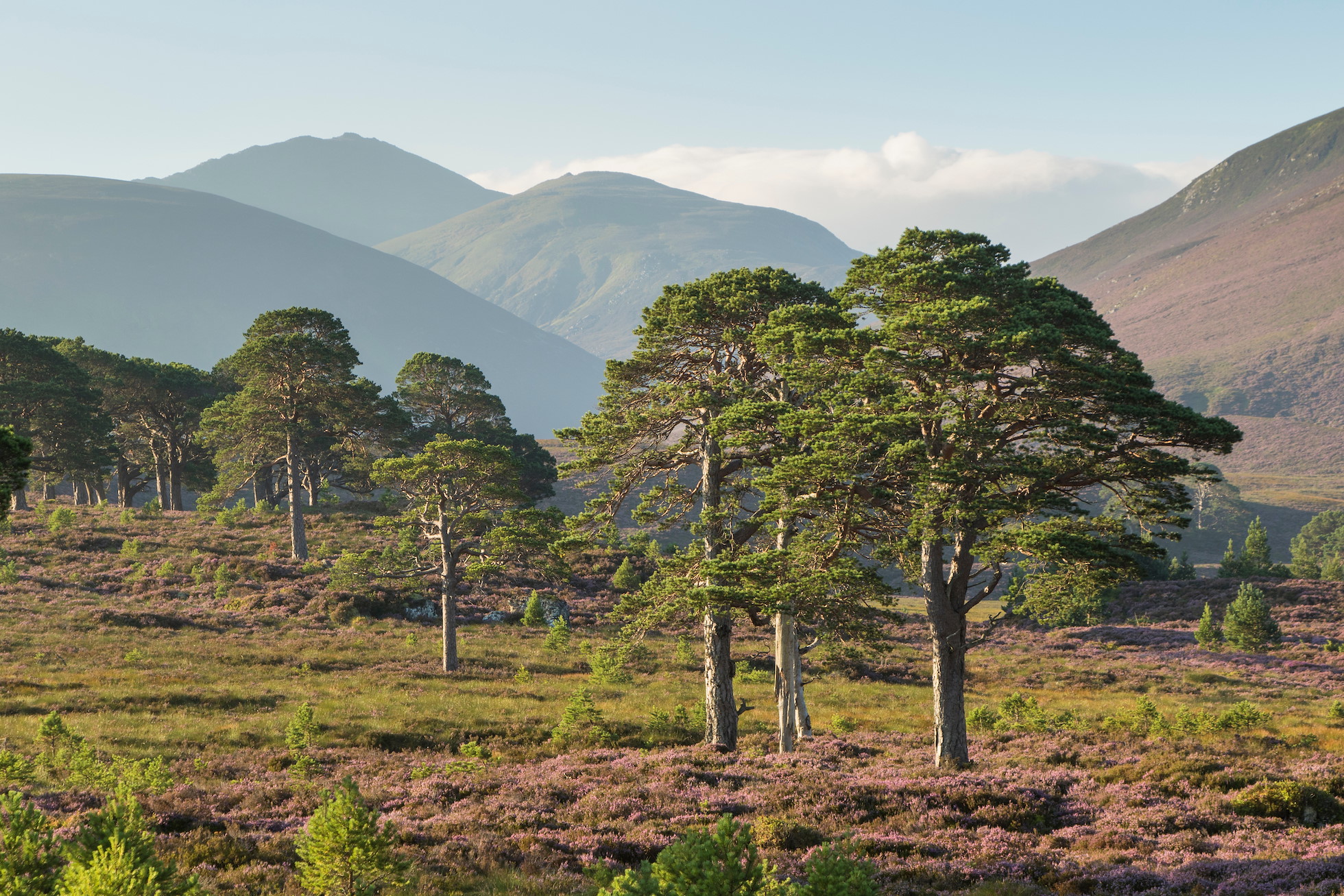 SBP PARTNER: Royal Scotsman, A Belmond Train