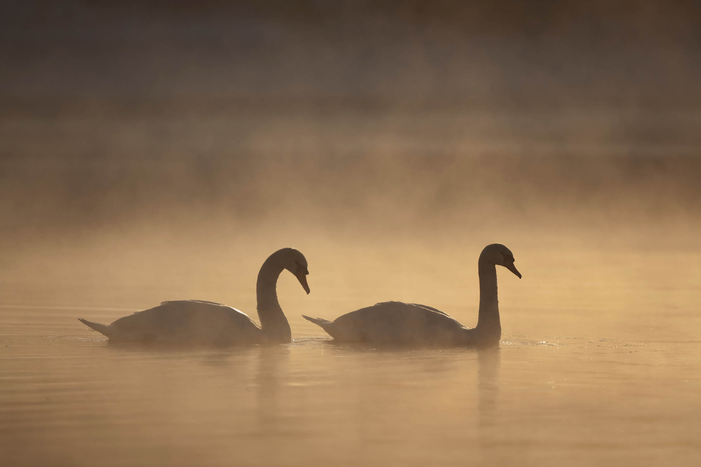 Two mute swans on a mist-covered lake, silhouetted against a warm, golden sunrise.