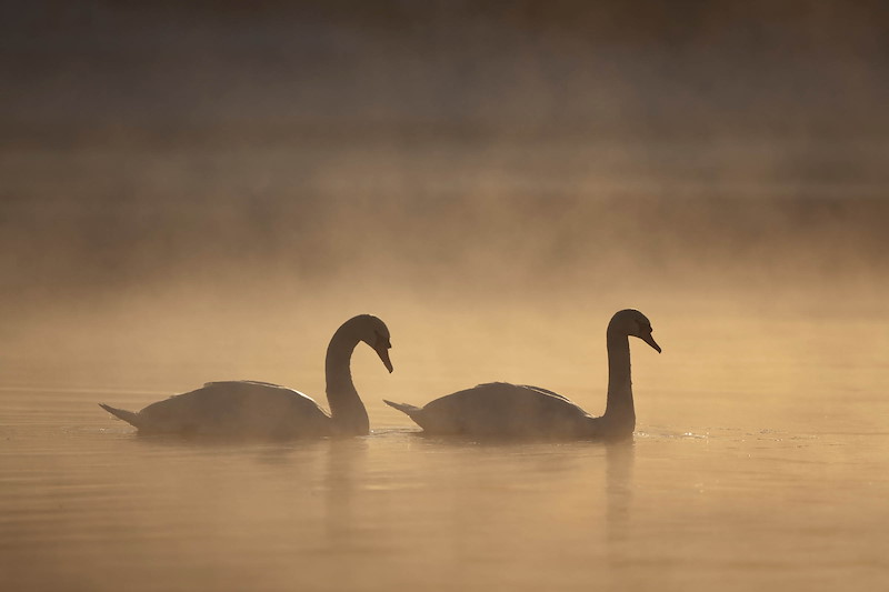Mute swan pair (Cygnus olor) in winter dawn mist, Loch Insh, Scotland. Two mute swans on a mist-covered lake, silhouetted against a warm, golden sunrise.
