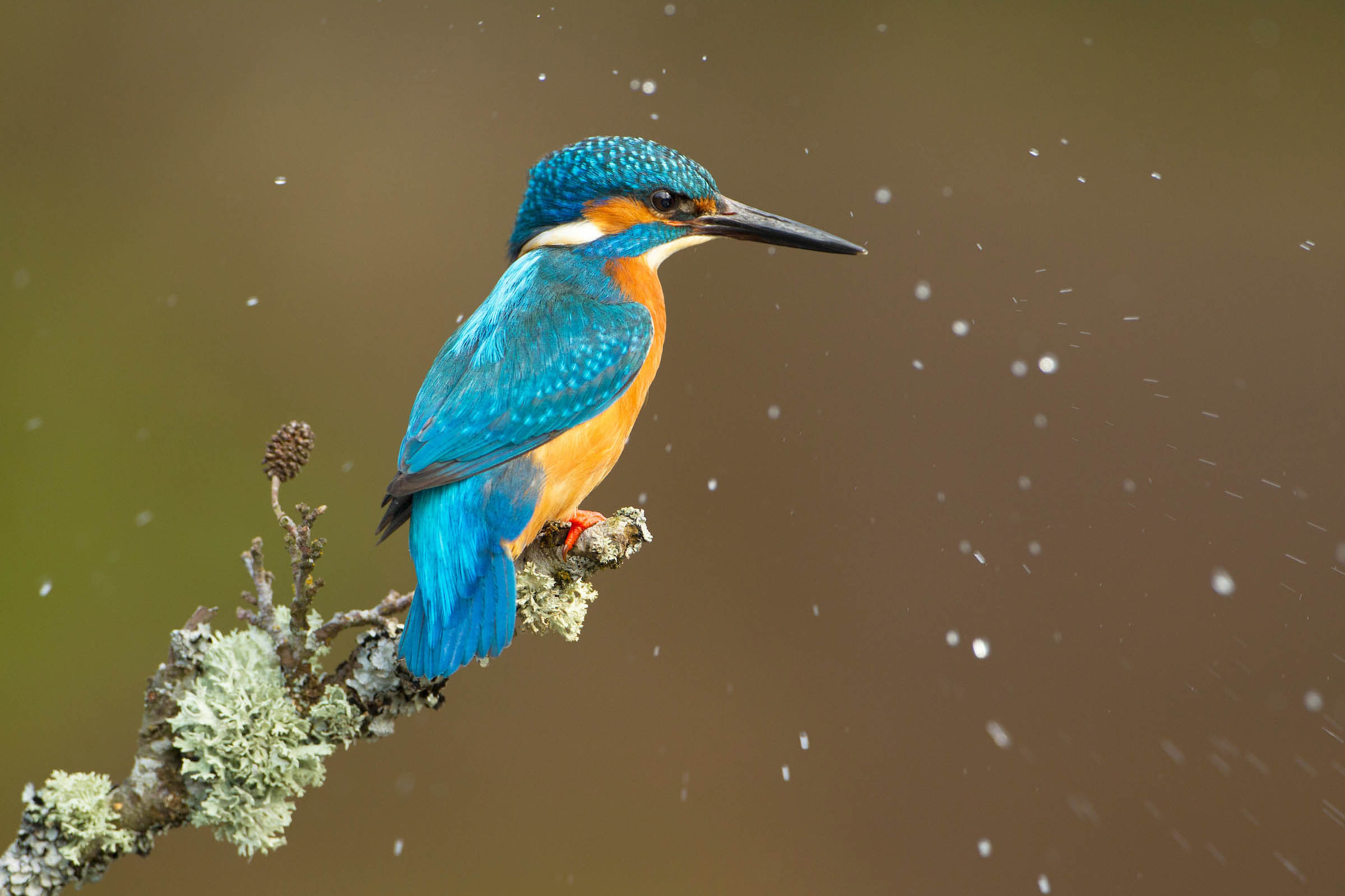 A vibrant kingfisher with striking blue and orange plumage perches on a lichen-covered branch. The background is softly blurred, highlighting water dr
